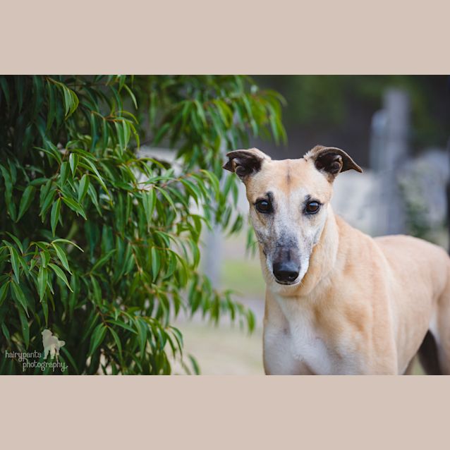 Photo of Personality Plus = "Rosie". Brisbane/Gold Coast