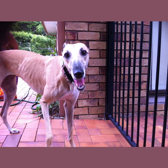 Photo of Personality Plus = "Rosie". Brisbane/Gold Coast