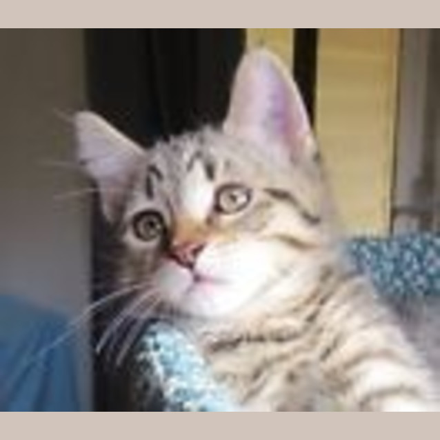 Photo of Bruiser
