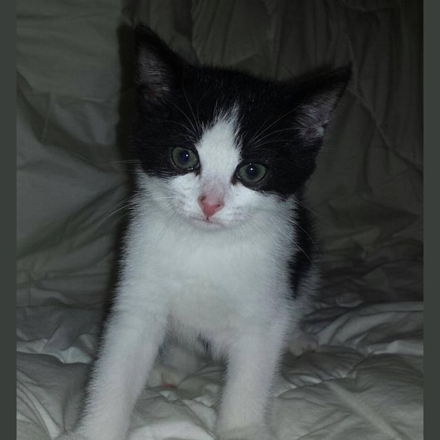 Photo of Skittles