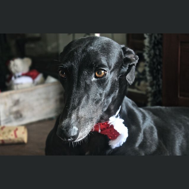 Photo of "Riah" – The Lady In Waiting.  Brisbane