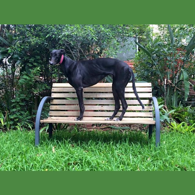 Photo of "Riah" – The Lady In Waiting.  Brisbane