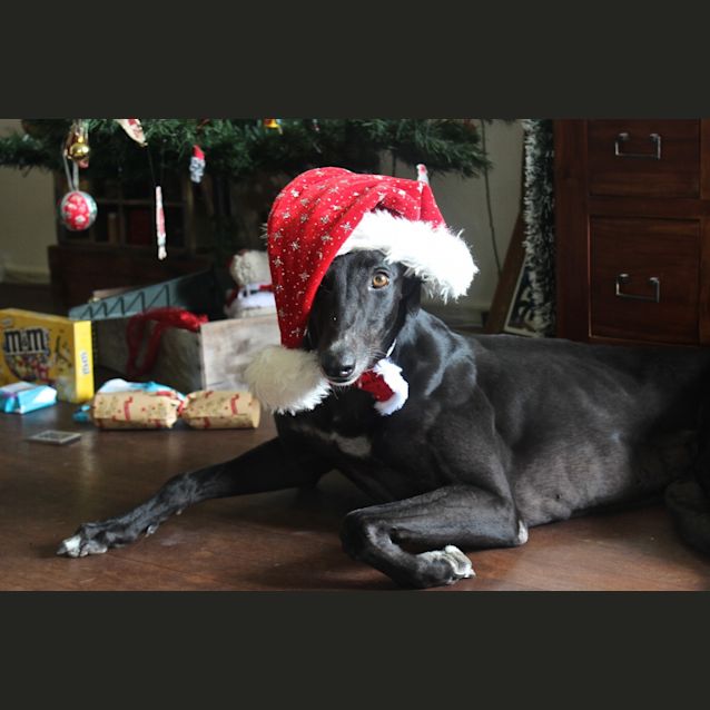 Photo of "Riah" – The Lady In Waiting.  Brisbane