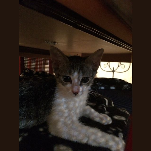 Photo of Zander