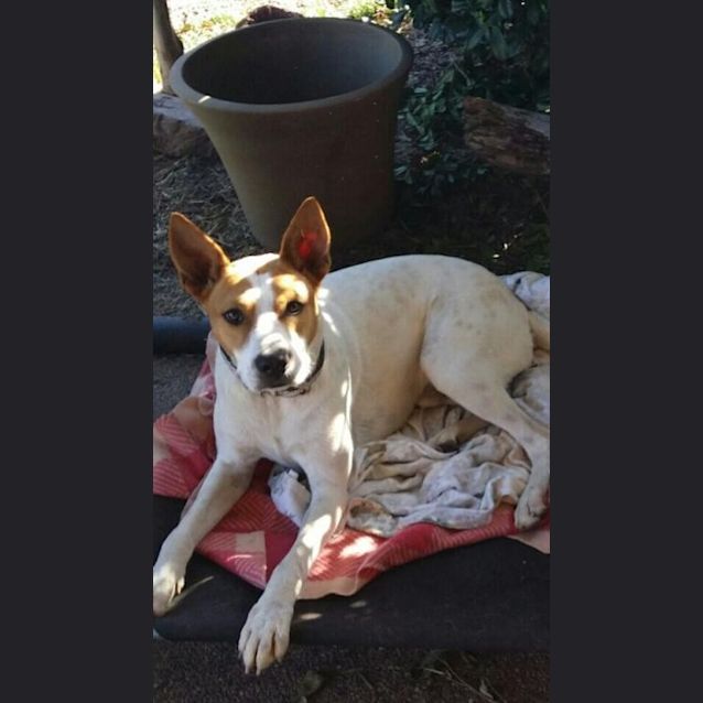 Photo of Diesel (Adoption Pending)