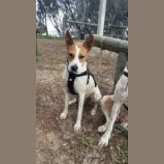 Photo of Diesel (Adoption Pending)