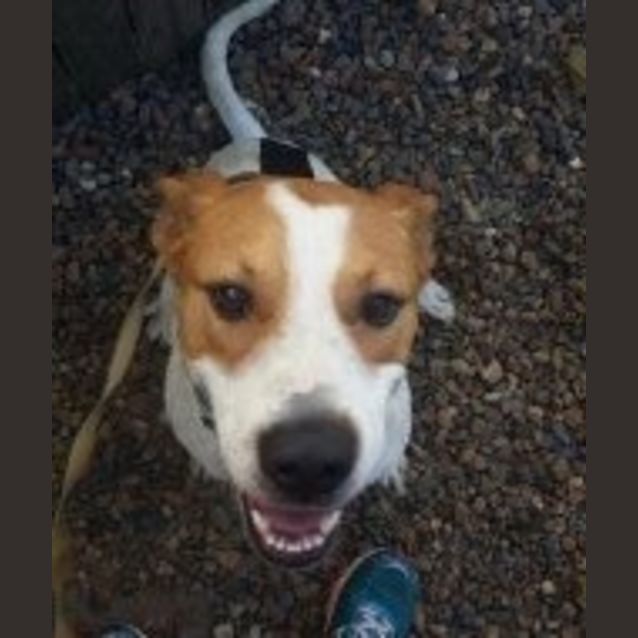 Photo of Diesel (Adoption Pending)