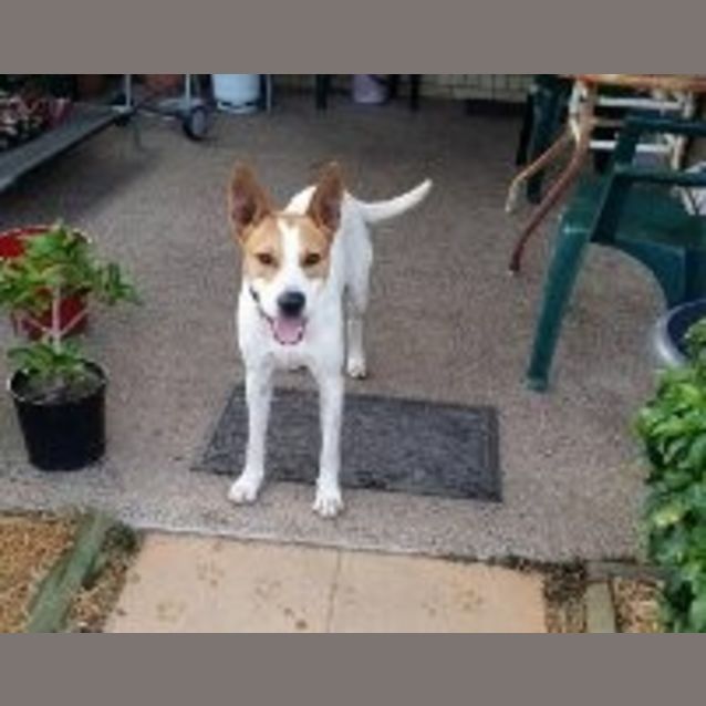 Photo of Diesel (Adoption Pending)