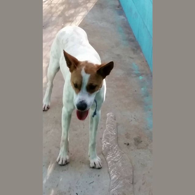 Photo of Diesel (Adoption Pending)