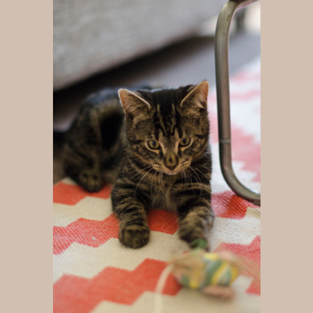 Photo of Gorgeous George