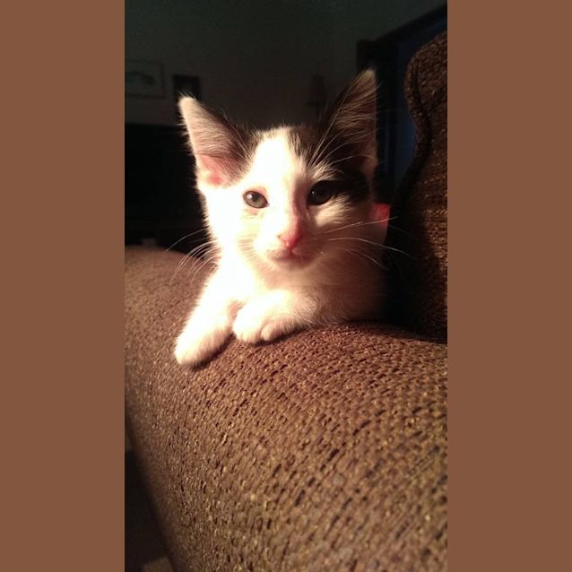 Photo of Ahoy There It's Captain Jack Sparrow!