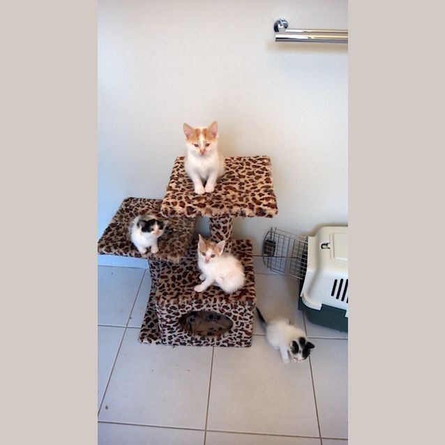 Photo of Pebbles (Are You My Bam Bam?)