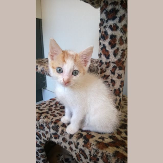 Photo of Pebbles (Are You My Bam Bam?)