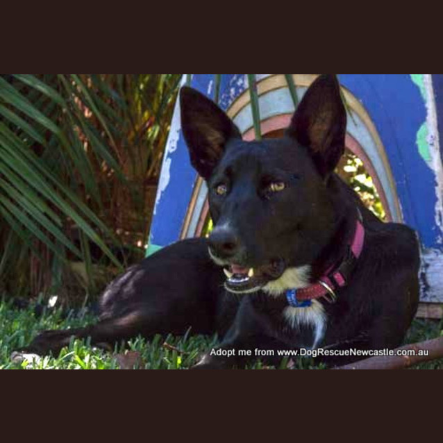 Photo of Turtle The Kelpie (Girl) (Adopted)