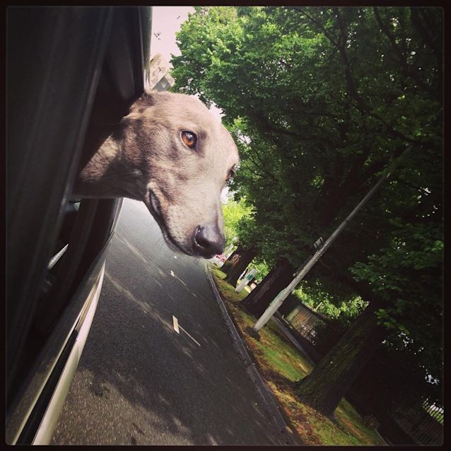 Photo of Possum 