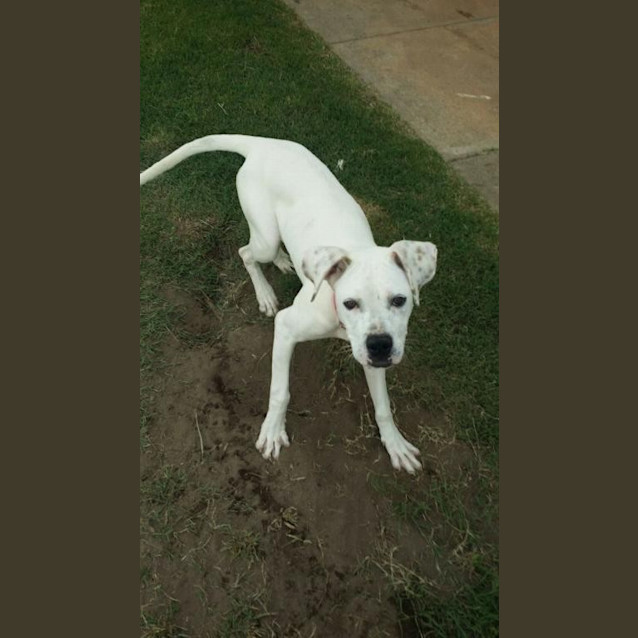 Photo of Juno