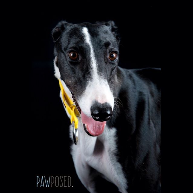 Photo of Cat Like "Emma"   Gold Coast