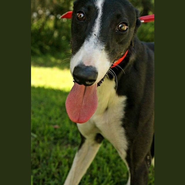 Photo of Cat Like "Emma"   Gold Coast