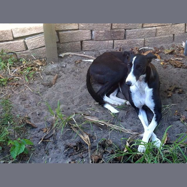 Photo of Cat Like "Emma"   Gold Coast