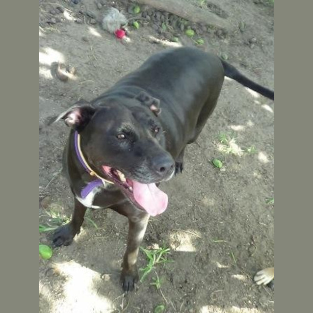 Photo of Blackie