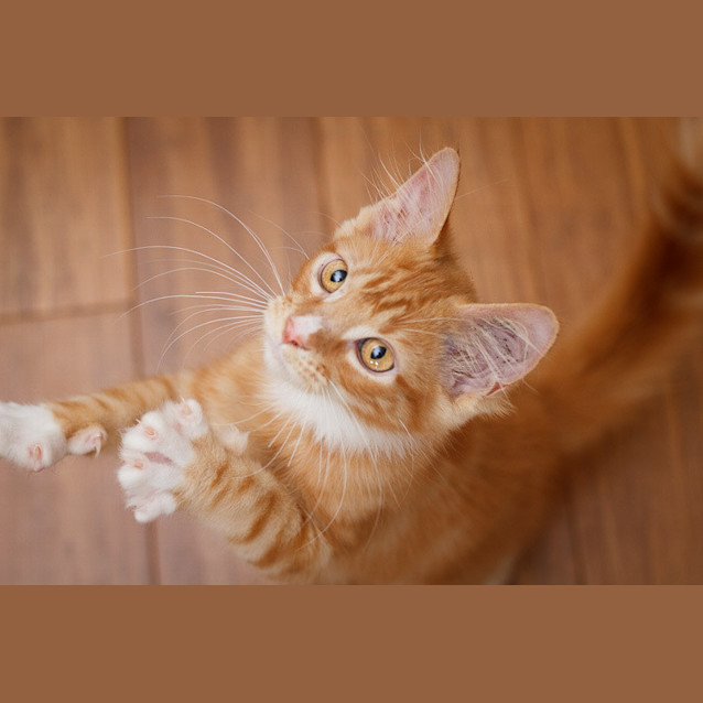 Photo of Rufus