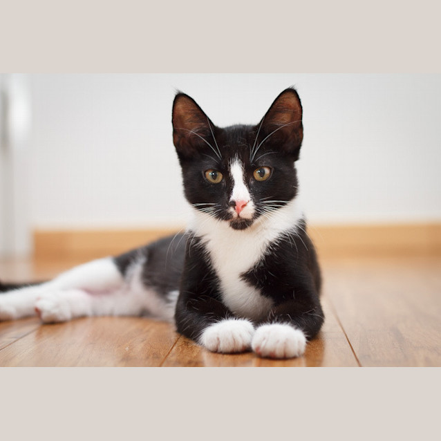 Photo of Sylvester