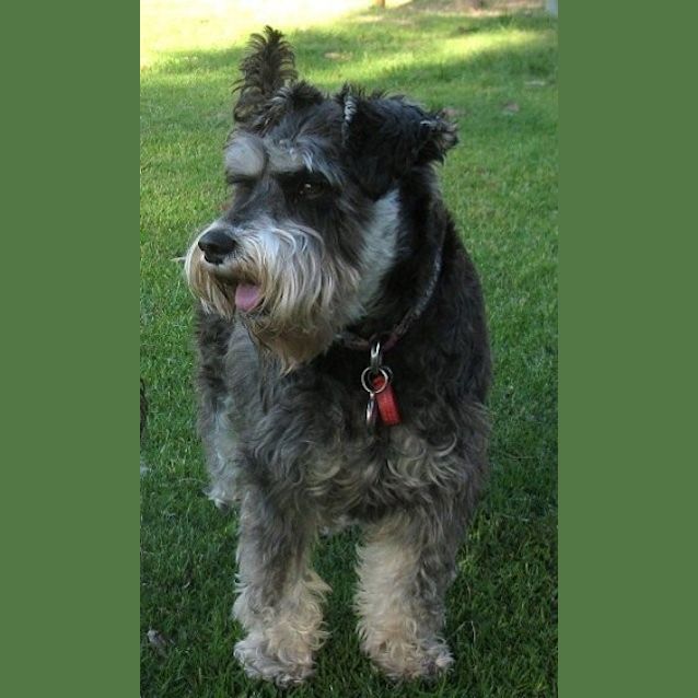 Photo of Lacey