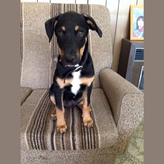 Photo of Finnegan (Finn To His Mates)