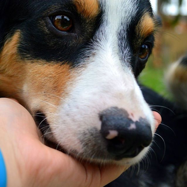 Photo of Dex