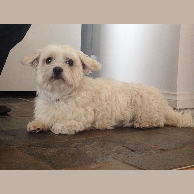 Photo of Harvey