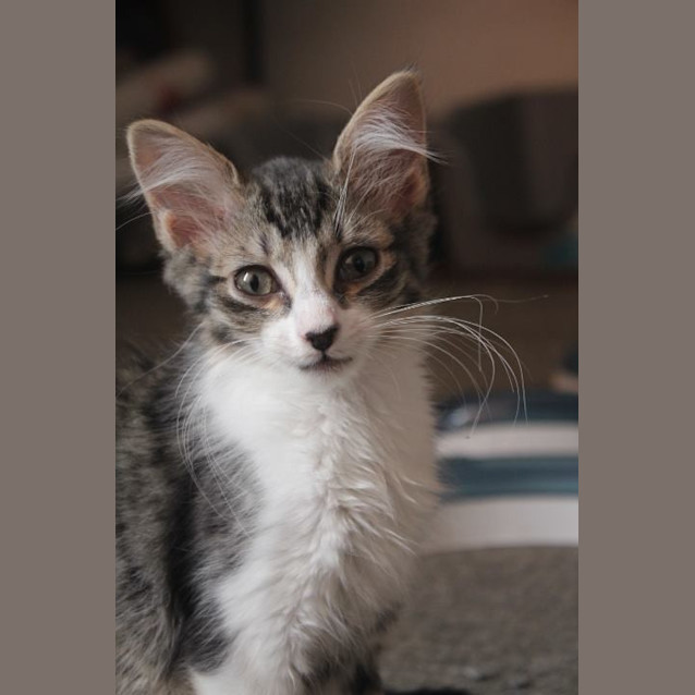 Photo of Latte