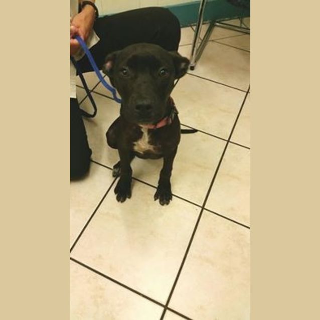 Photo of Phoebe Needs To Get Out Of The Pound! 