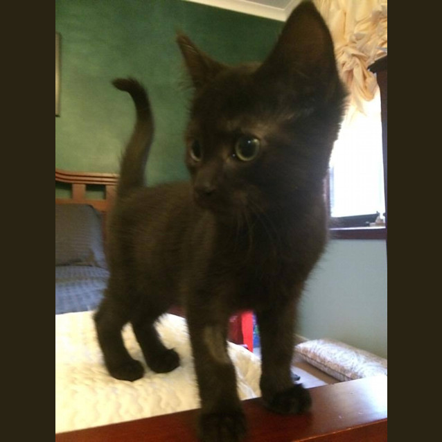 Photo of Choccie
