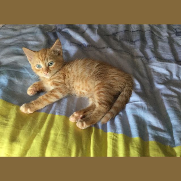 Photo of Ginge