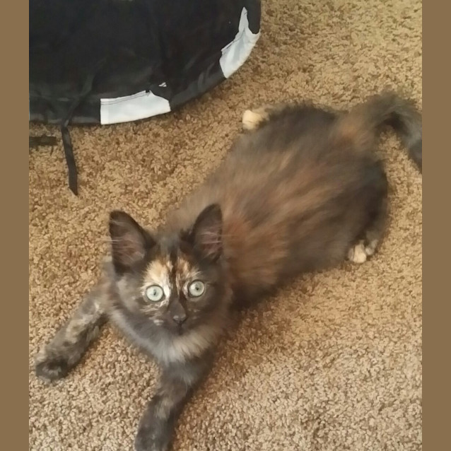 Photo of Rue