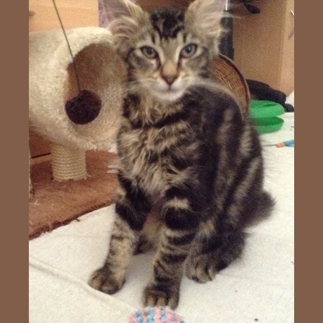 Photo of Samson