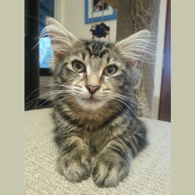 Photo of Samson