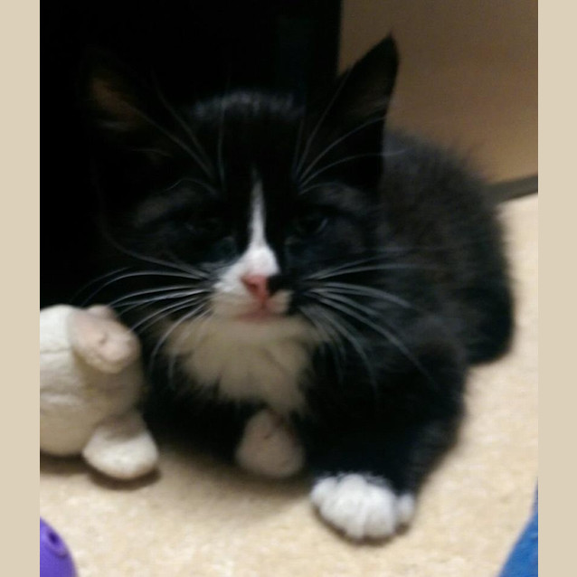 Photo of Kitten