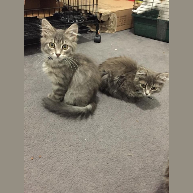 Photo of Kittens