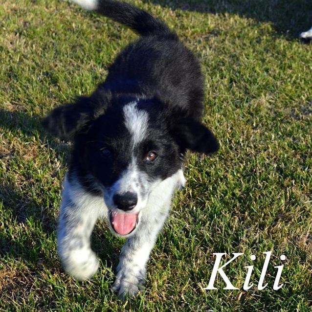 Photo of Kili