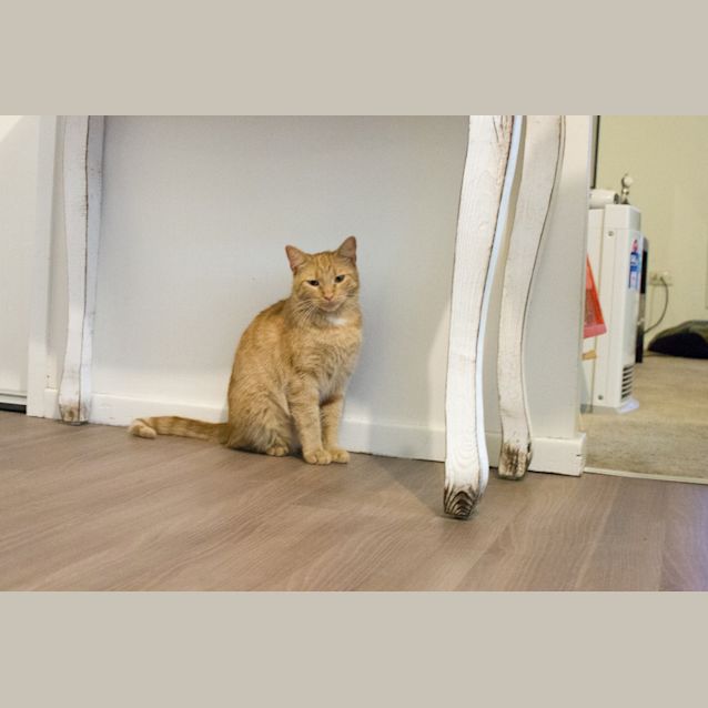 Photo of Tiffany  $80 To Adopt!