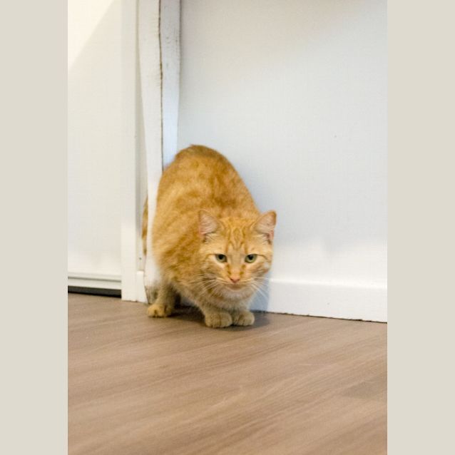 Photo of Tiffany  $80 To Adopt!