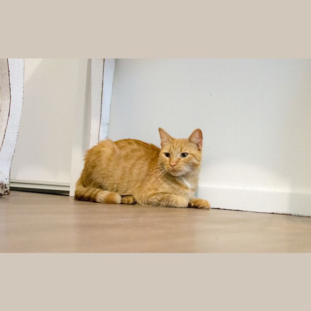 Photo of Tiffany  $80 To Adopt!