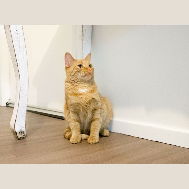 Photo of Tiffany  $80 To Adopt!