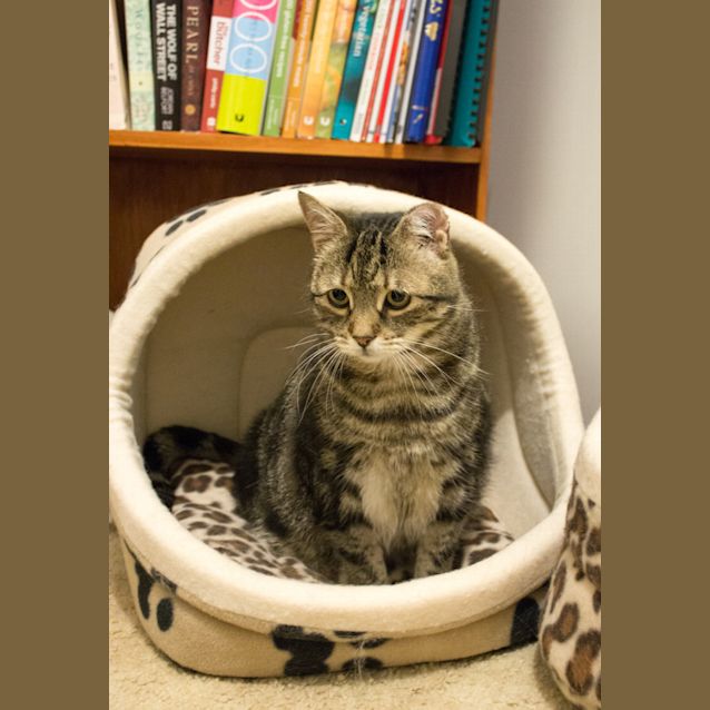Photo of Mona **Only $80 To Adopt**