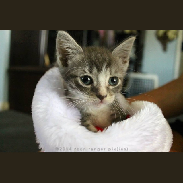 Photo of "Toby"   Purrfect Match