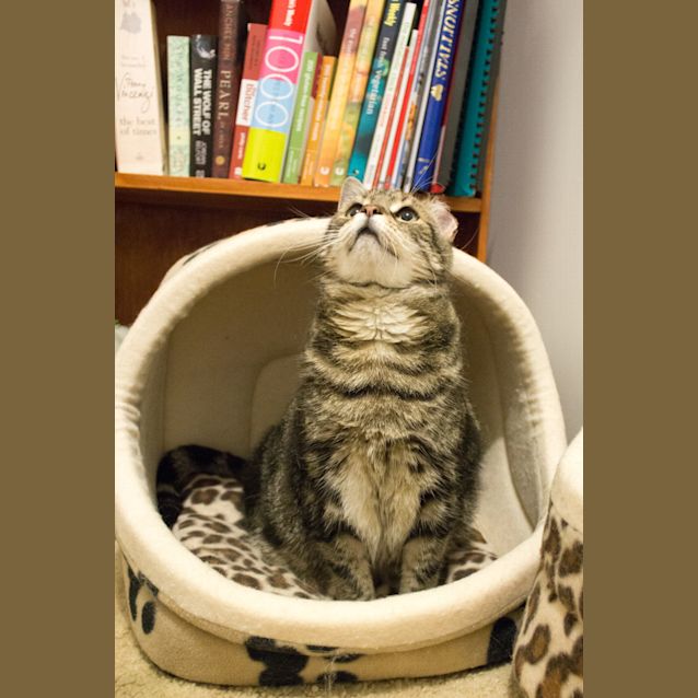 Photo of Mona **Only $80 To Adopt**
