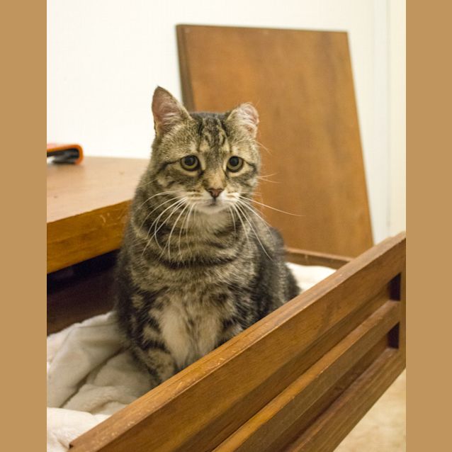 Photo of Mona **Only $80 To Adopt**