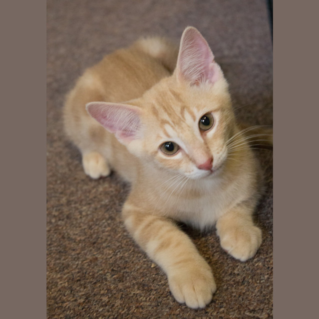 Photo of Tiny Tim