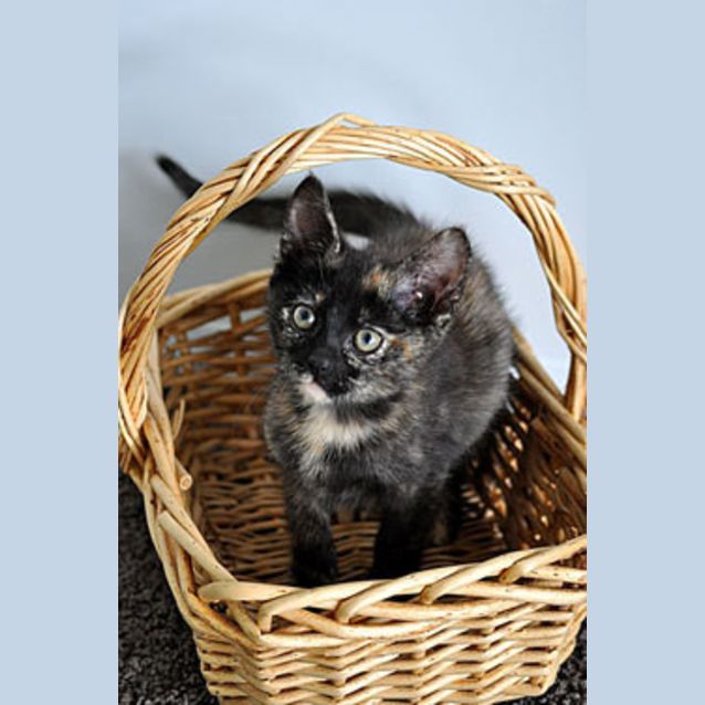 Photo of Quinn (Bn C272) 